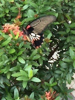 Butterflys at Kinder Large.jpg