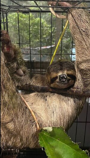 Sloth Large.jpg