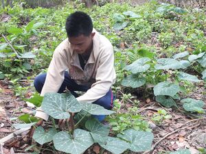 Young farmer Large.jpg