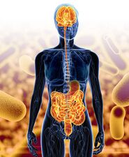 AlzheimersAndGutMicrobiome web Large.jpg