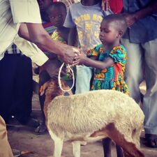 Orphan getting a goat Large.jpg