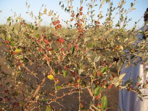 Nabuk Fruit Tree Large.jpg