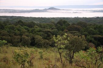 Kakamega forest Large.jpg