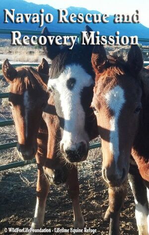 Navajo foals saved Large.jpg