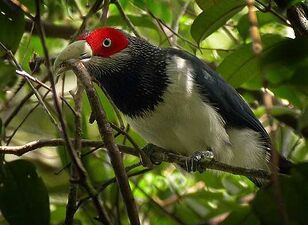 Redfacedmalkoha Large.jpg