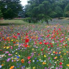 Spring flowers Large.jpg